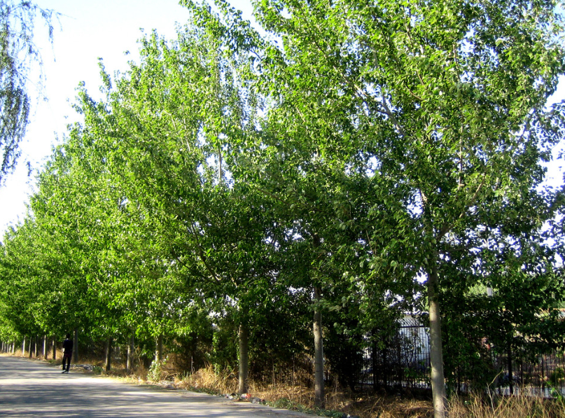 什么树生长速度快价值高