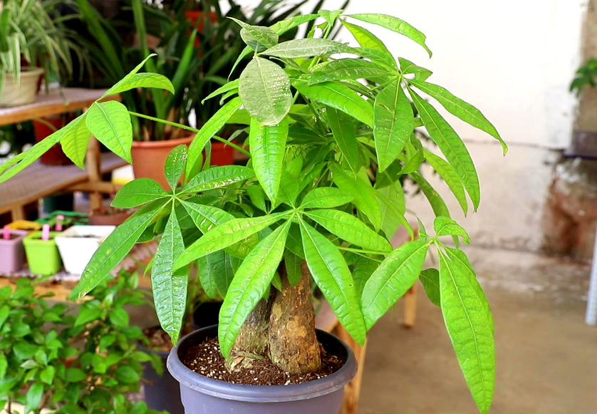 发财树暴晒后怎么处理