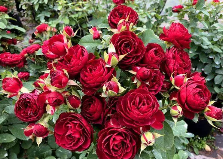 红丝绒月季花色不红怎么回事