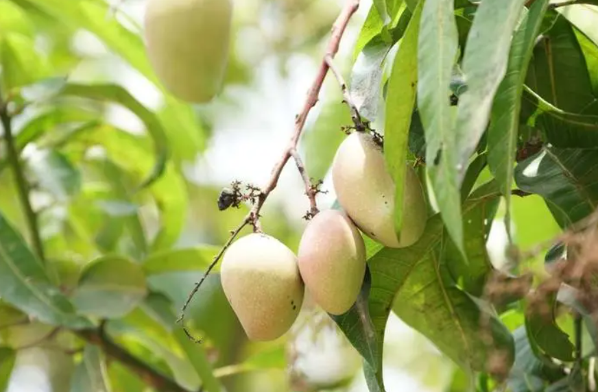 芒果树的寓意和象征