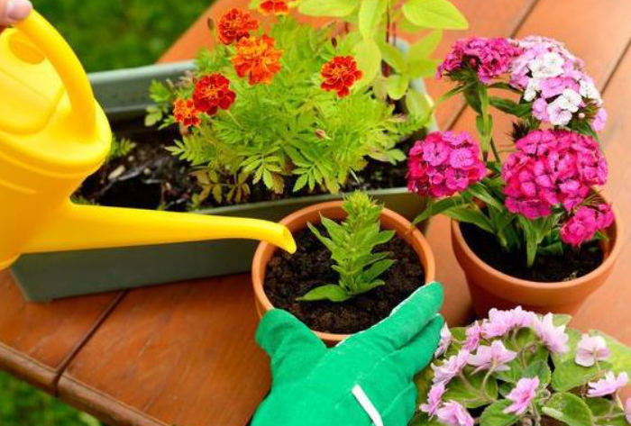 听说养花养草能修心养性