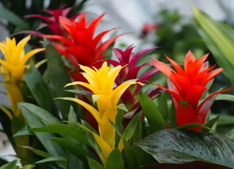 红星高照花室内养