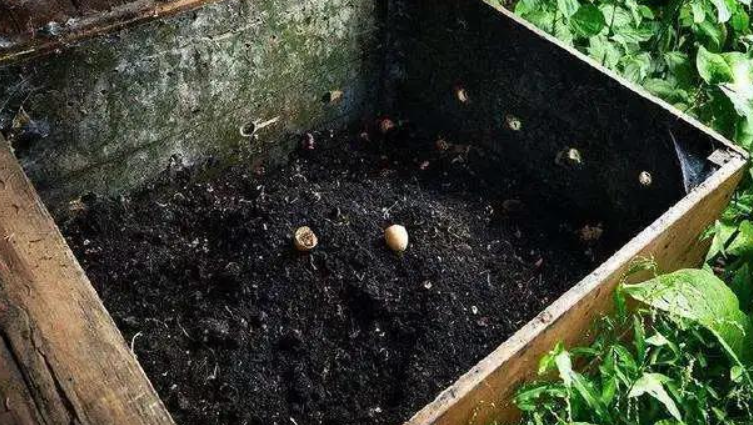 花盆底部放木炭的坏处