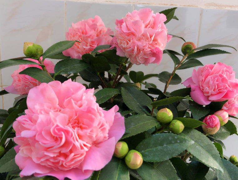 香妃茶花有几种颜色