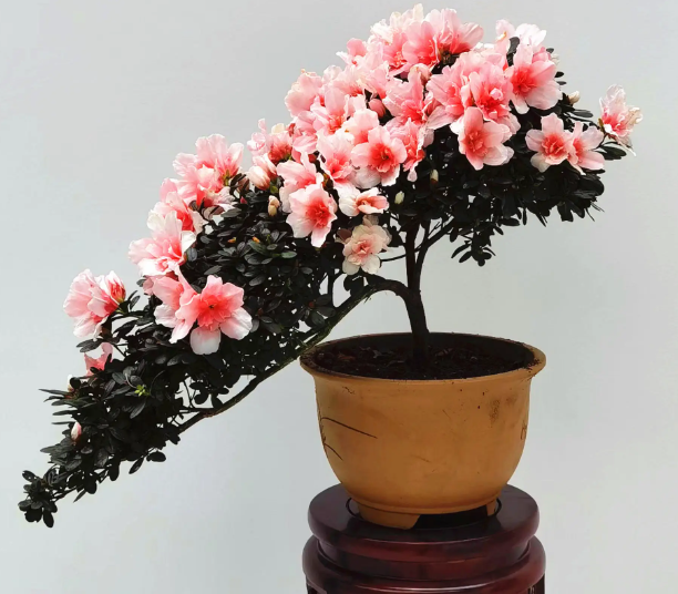 盆栽杜鹃花冬天怎么养