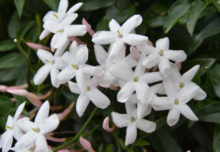 多花素馨为什么叫死人花