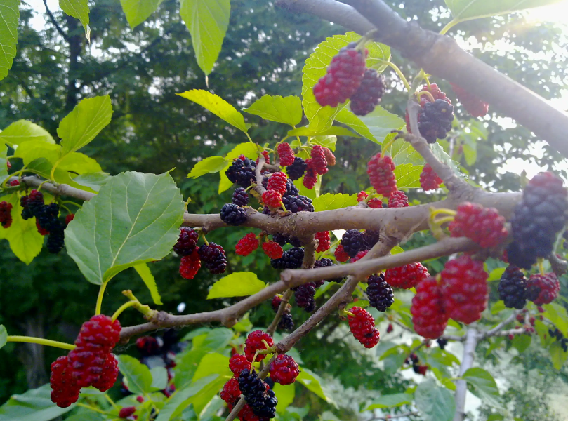 桑树扦插时间和方法