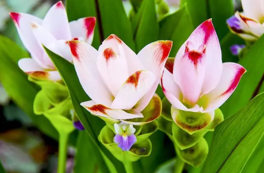 姜荷花种球的种植方法