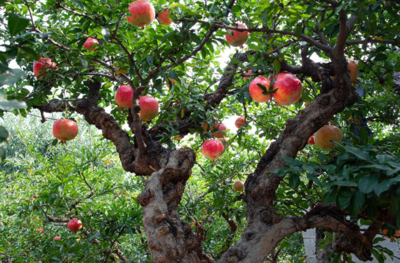 大石榴树怎么修剪