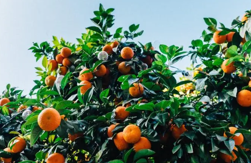 桔子树怎样栽容易成活