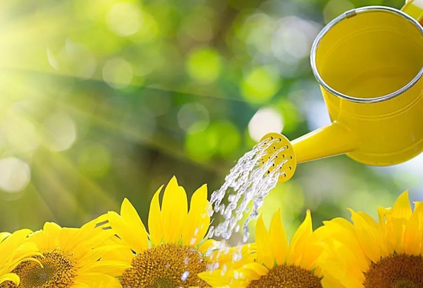 用洗衣粉水浇花会怎么样