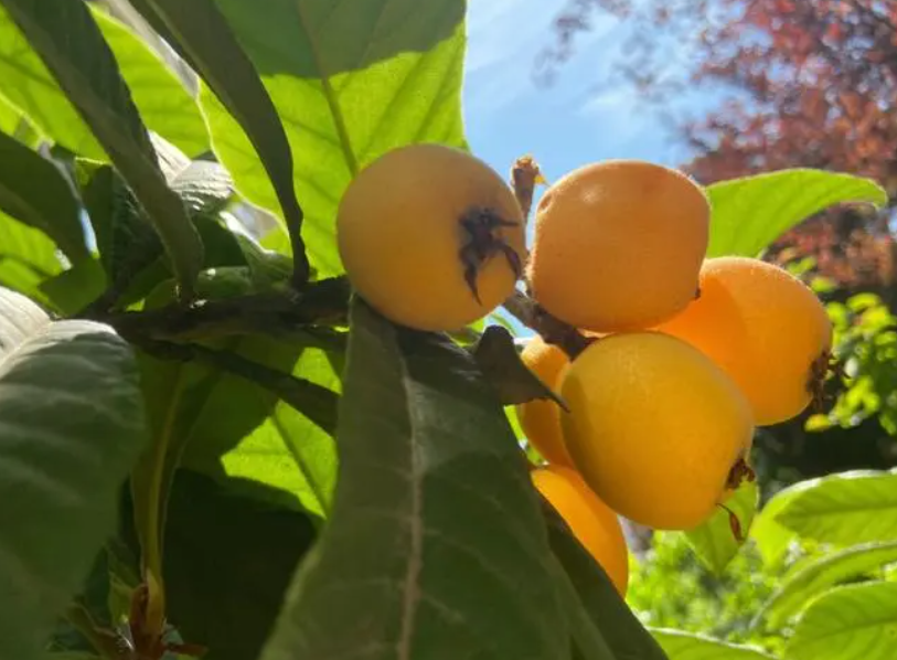 为什么说枇杷树是凶树