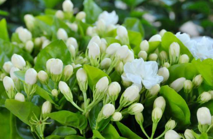 怎样养茉莉开花又好叶子长得又好