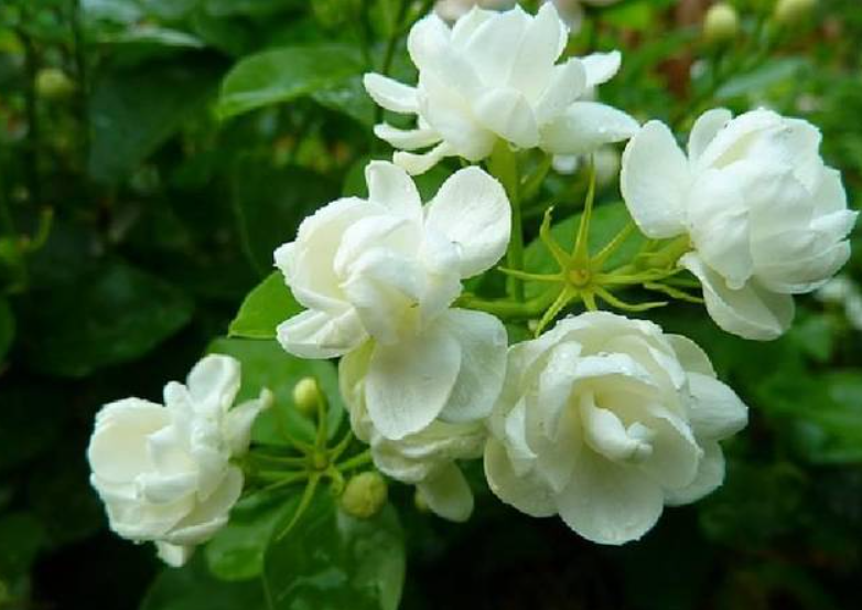 家里能养茉莉花吗