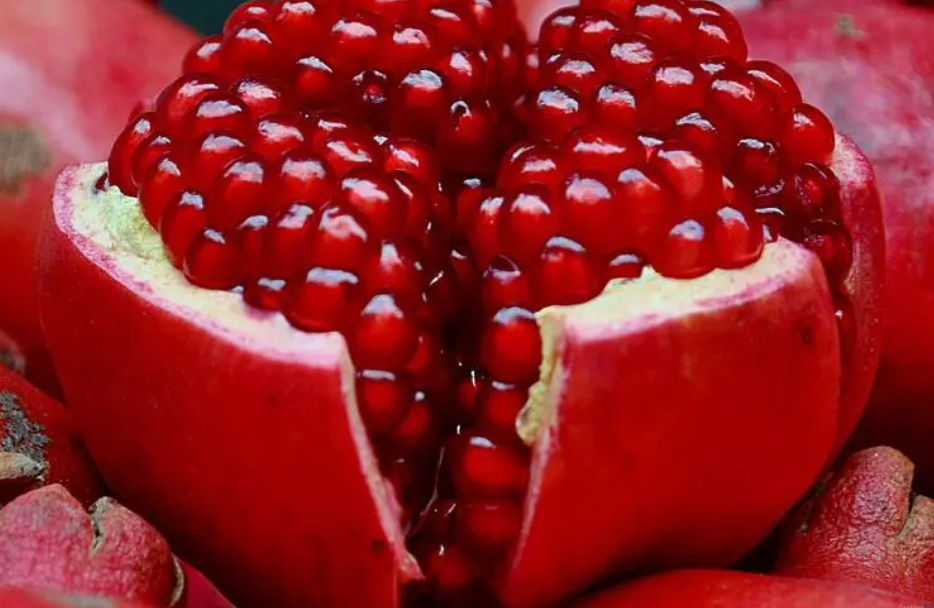 软籽石榴几年开花结果