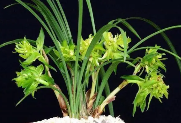 兰花用什么最容易生根