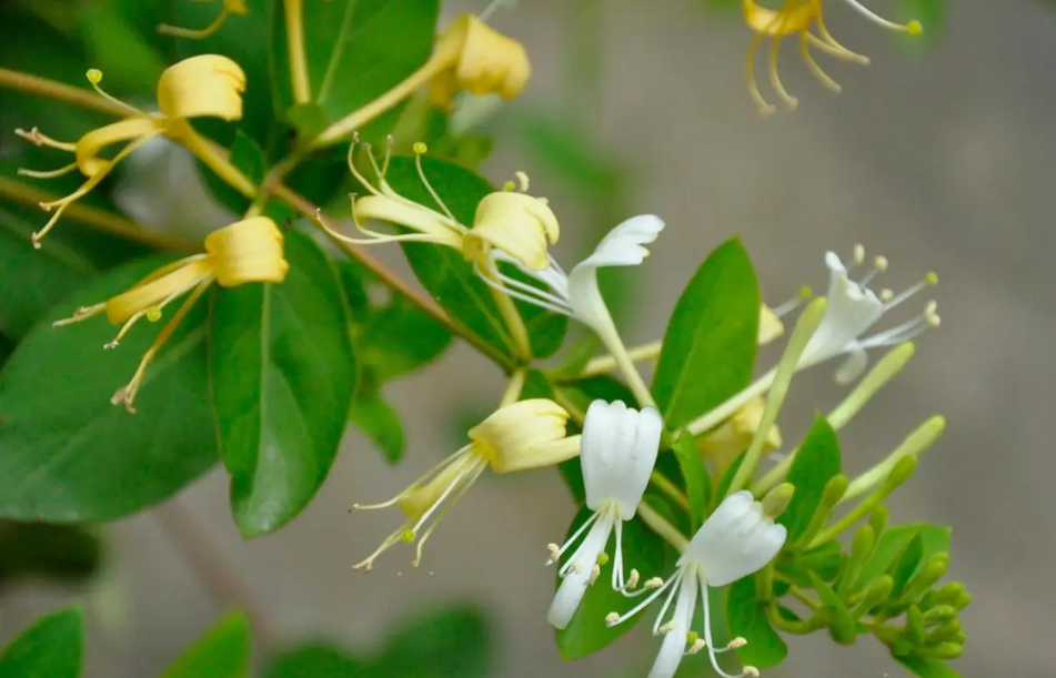 金银花7月份移栽能活吗