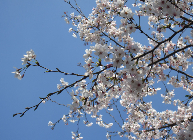 院子里适合栽几棵树