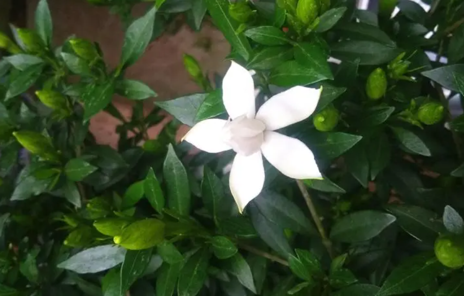 栀子花没有叶子能活吗