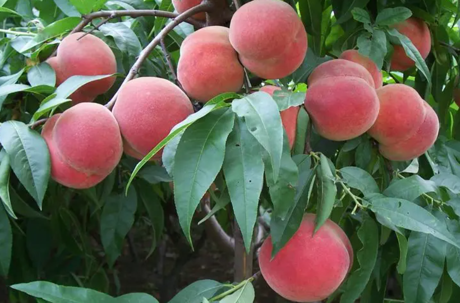 桃树用什么复合肥最好