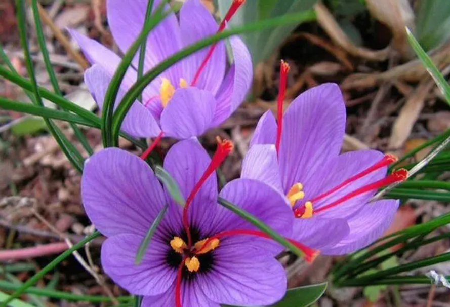 西红花是藏红花吗