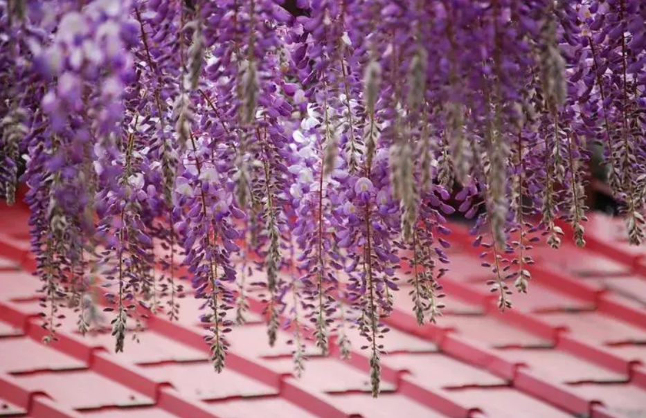 紫藤花种几年才能开花