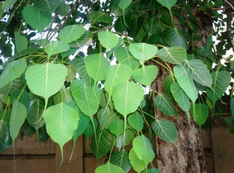 家里栽菩提树好吗