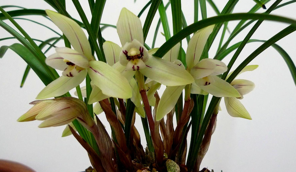 兰花啥时候栽最好