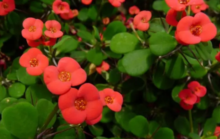 刺梅花怎么培育出来的