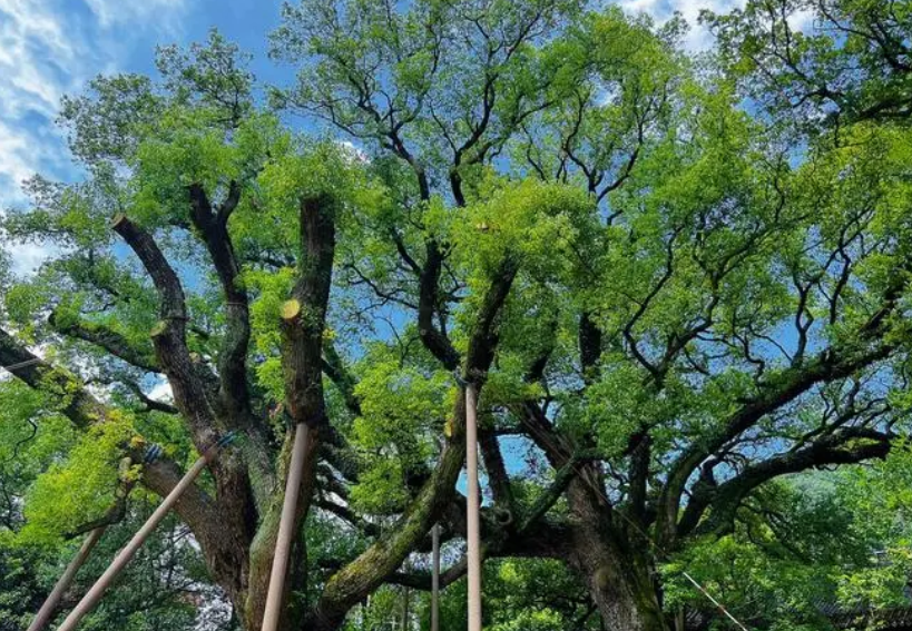 樟树为什么是凶树