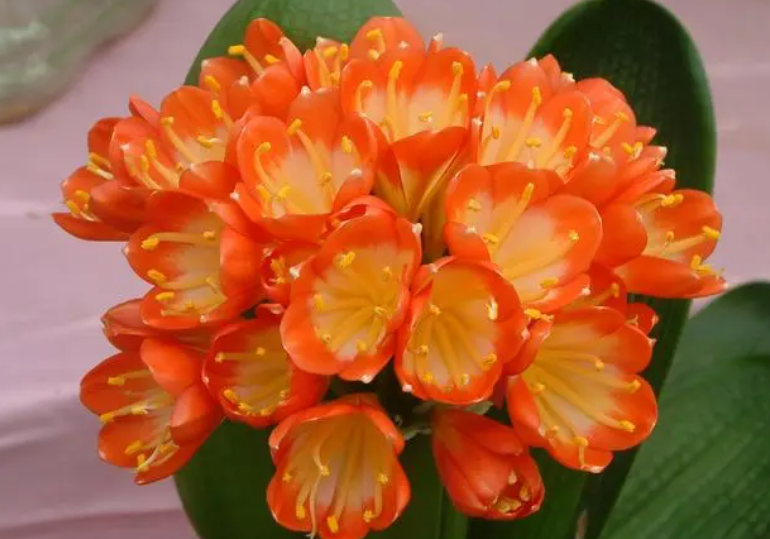 君子兰怎样让它花叶长得齐