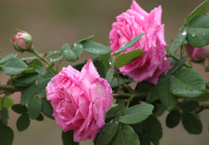 月季花适合壤土吗