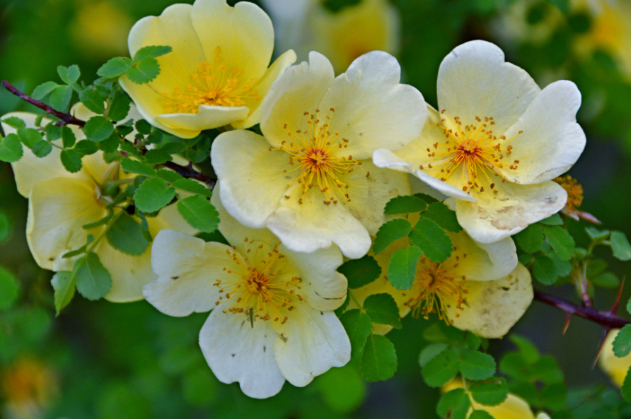 玫瑰花是刺玫花吗