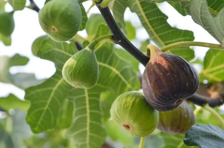 无花果用什么盆合适