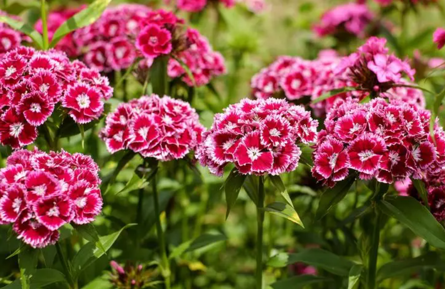 石竹花什么时候开花