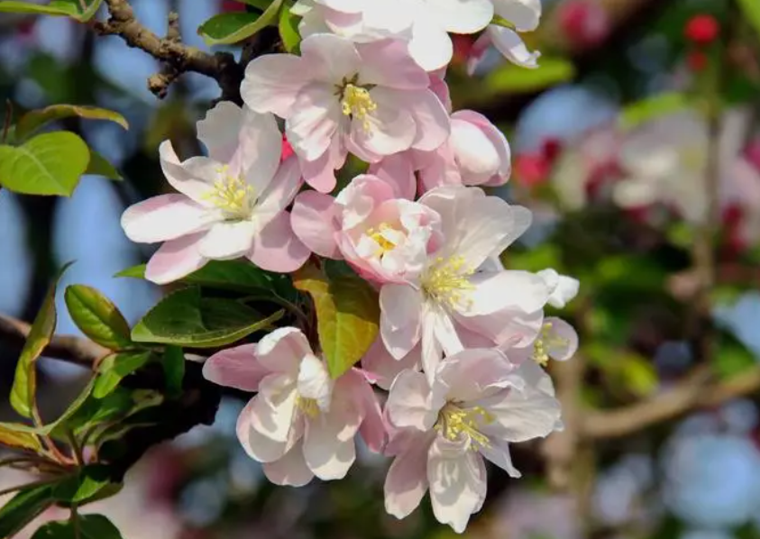 家门口做什么树风水好