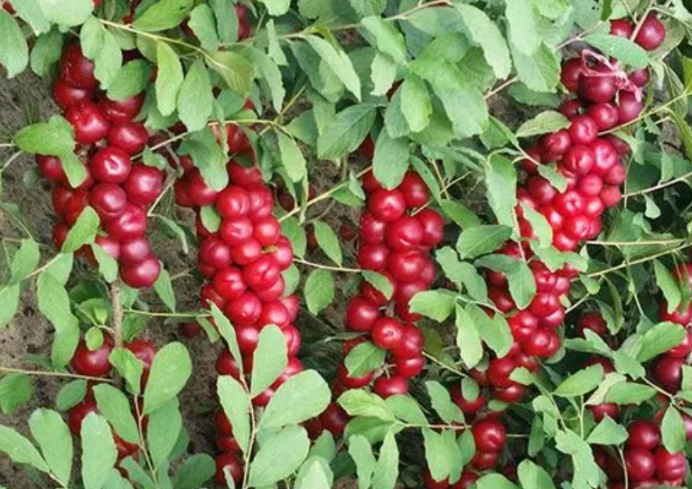 钙果什么时候开花