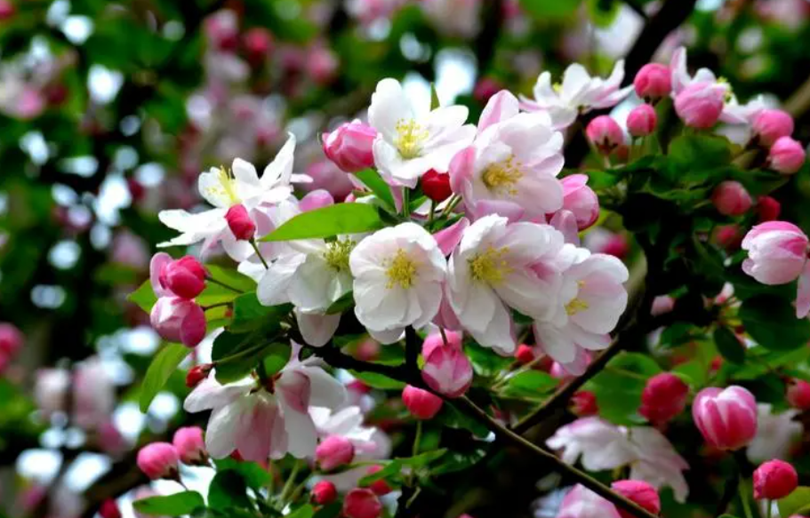 海棠花的施肥方法