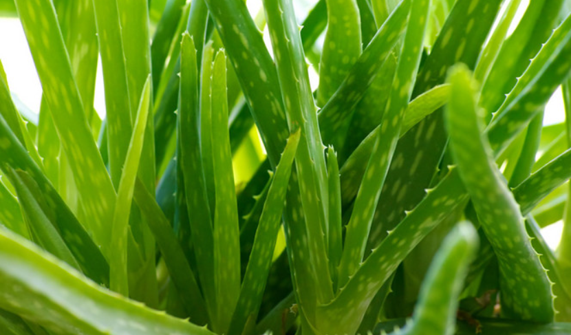 芦荟开花施肥用什么