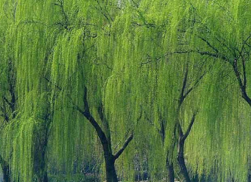 柳树什么时候插成活率高