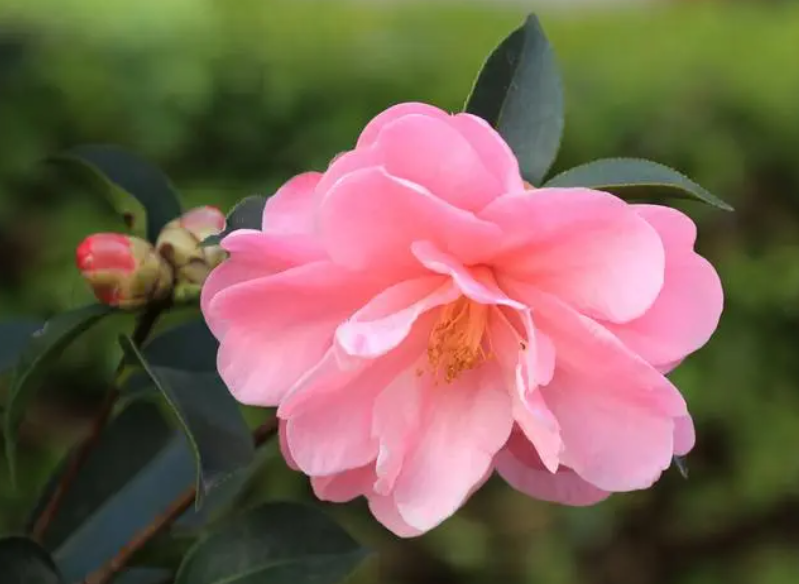 山茶花夏天怎么浇水