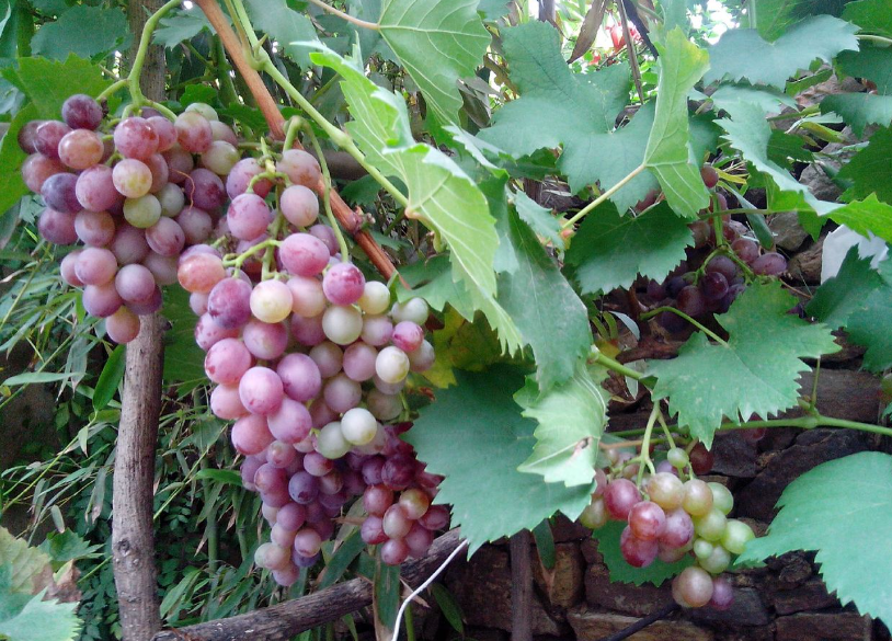 种什么样的果树挣钱