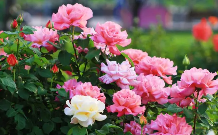 月季花能用磷酸二氢钾施肥吗