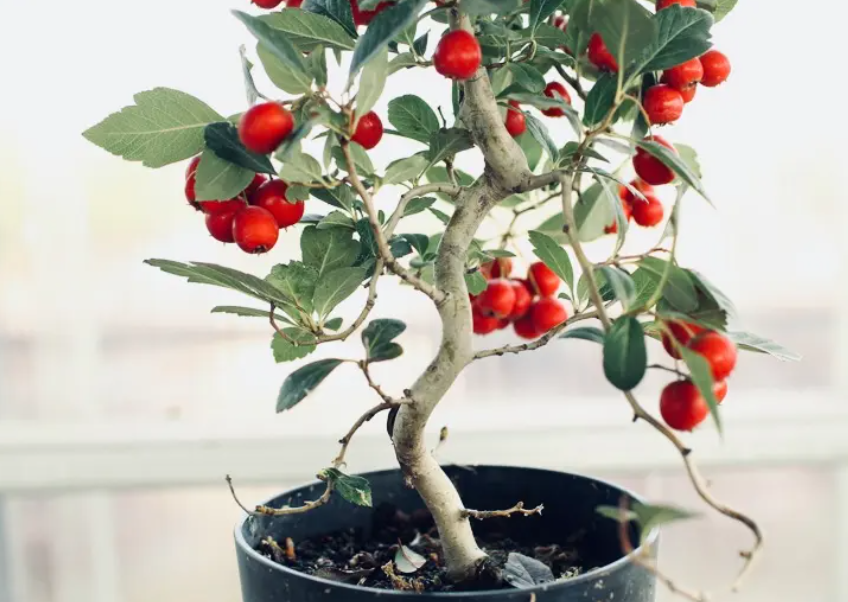 盆栽山楂树种植和管理方法
