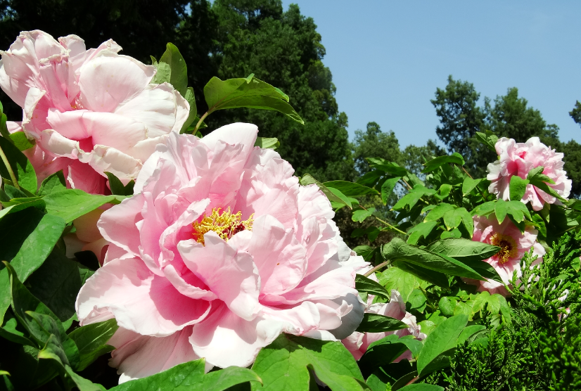 牡丹花秋天可以移栽吗