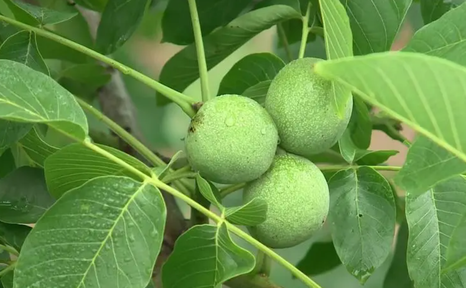 种核桃树效益如何