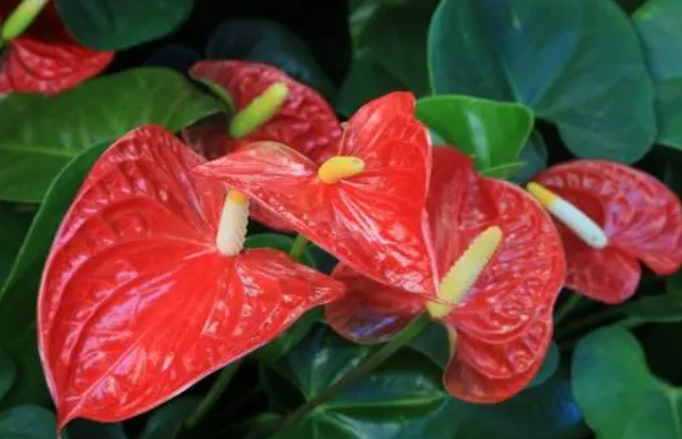 啤酒能浇红掌花吗