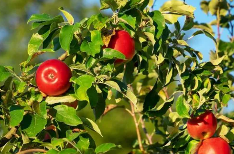 苹果树施肥最佳时间和方法及配方