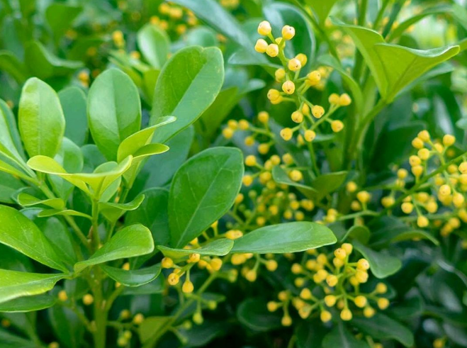 米兰花怎么换盆和注意事项