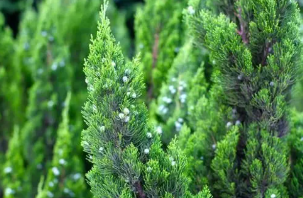 柏树枝土种花好吗